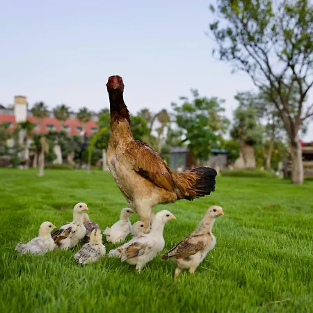 Дом отдыха Butiq Garden *
